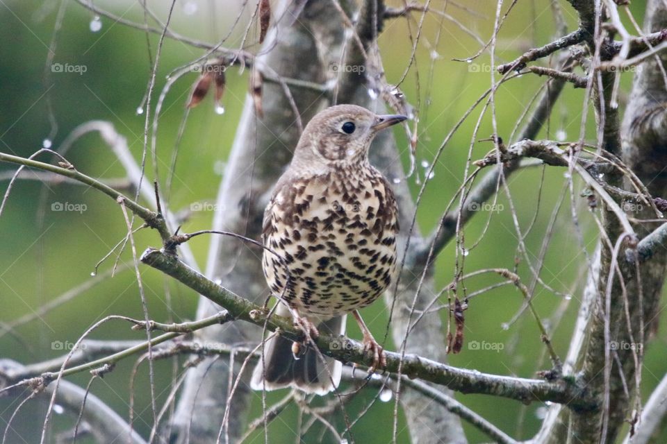 thrush during rain