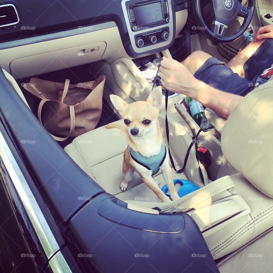 Chihuahua in convertiblecar 