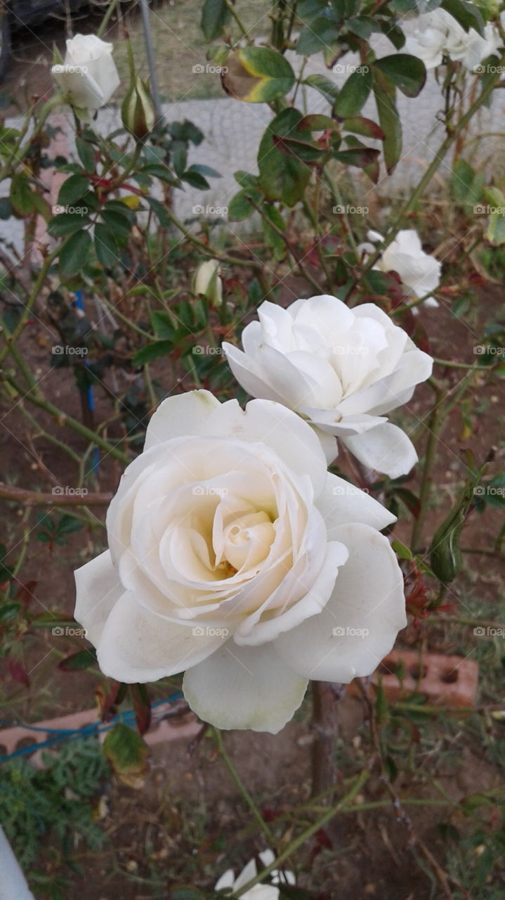 white roses