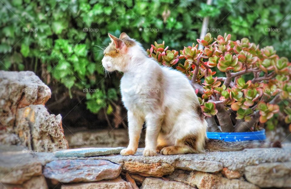 Greek cat Folegandros 