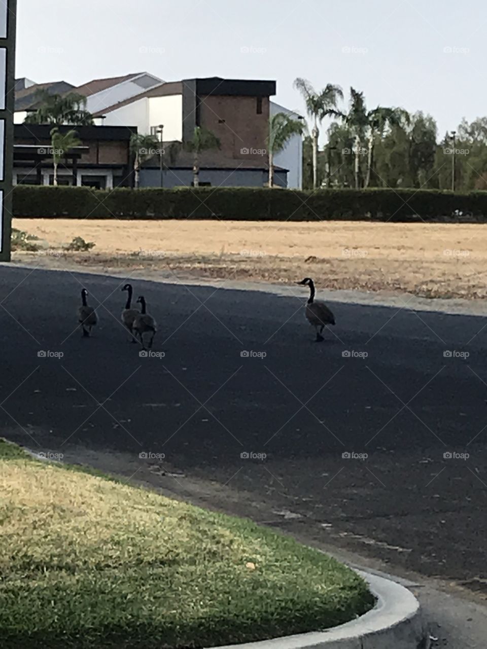 Four geese are walking together to the hotel.