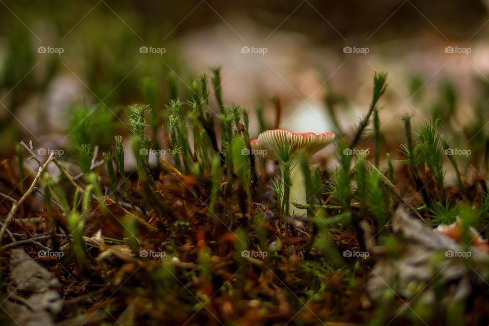 Mushroom in a moss