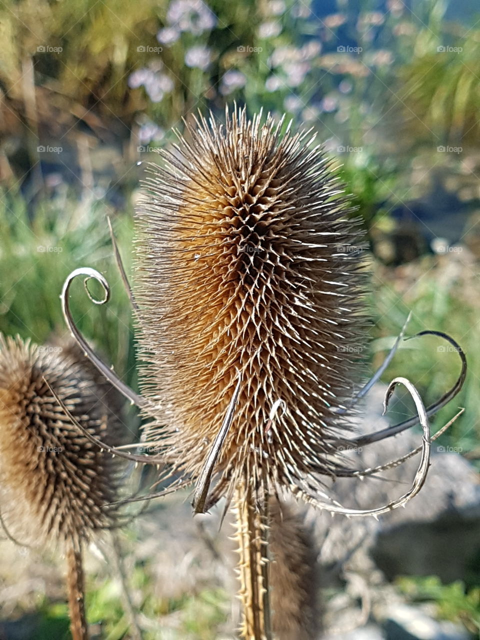 Spiky seed head