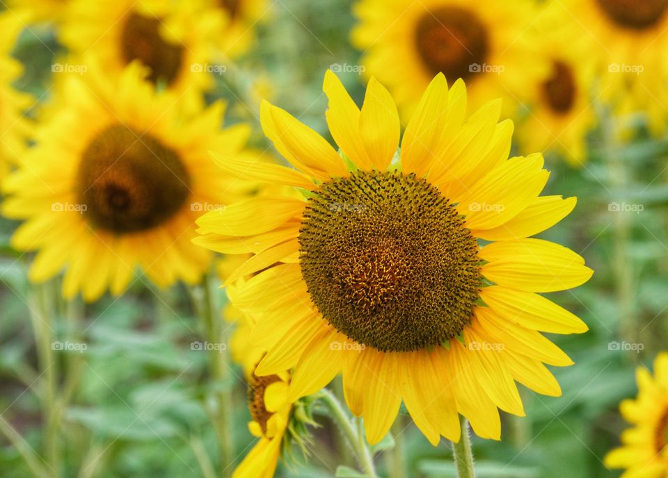 Sunflower Fields Forevet