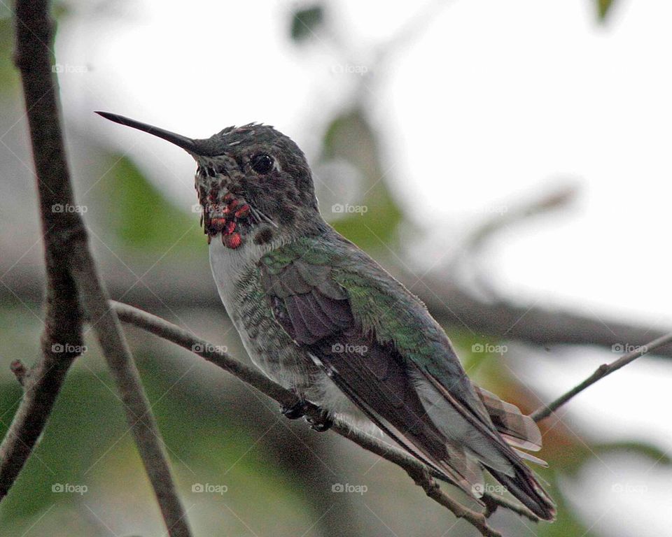 Hummingbird