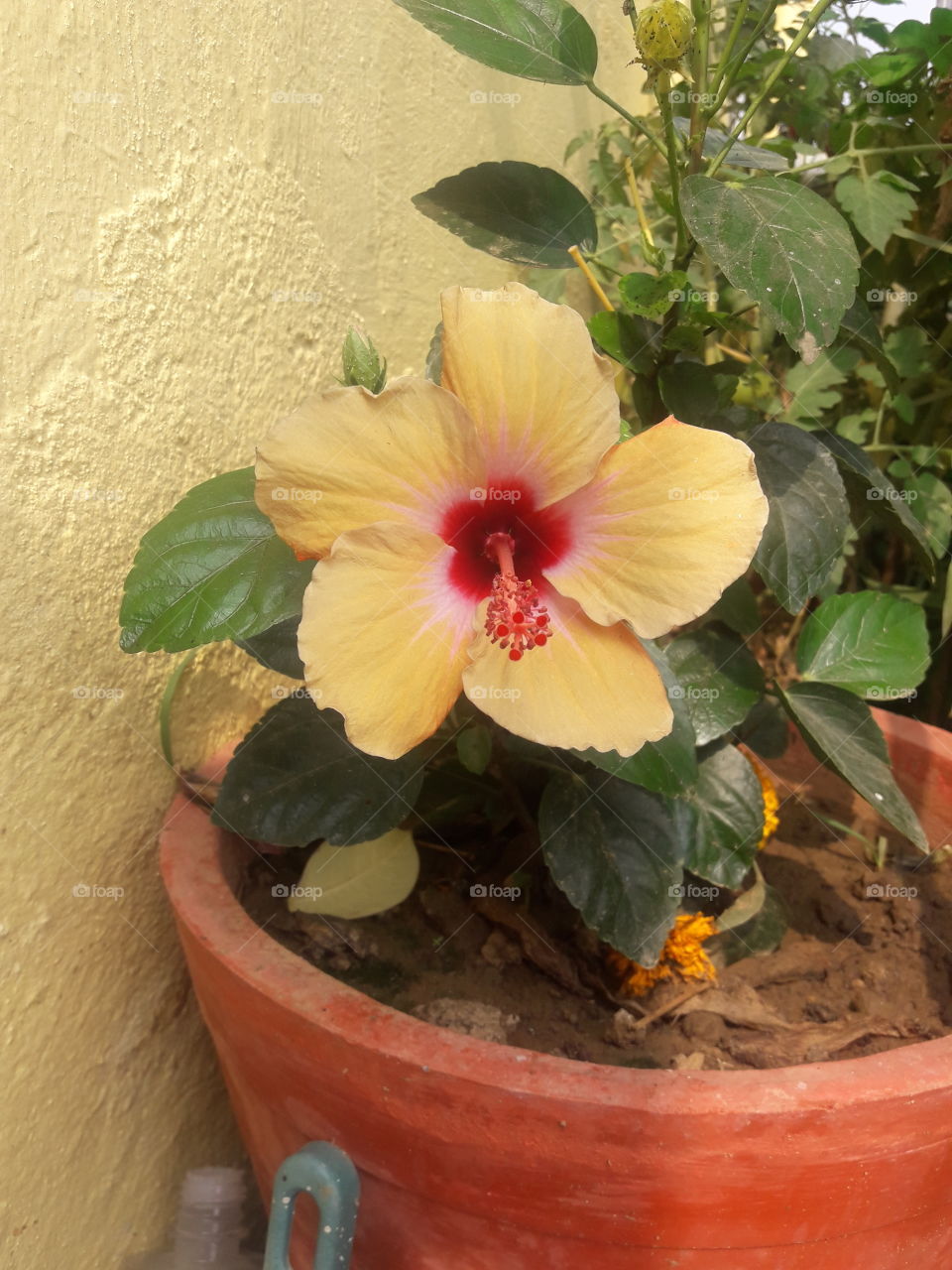 beautiful hibiscus flower