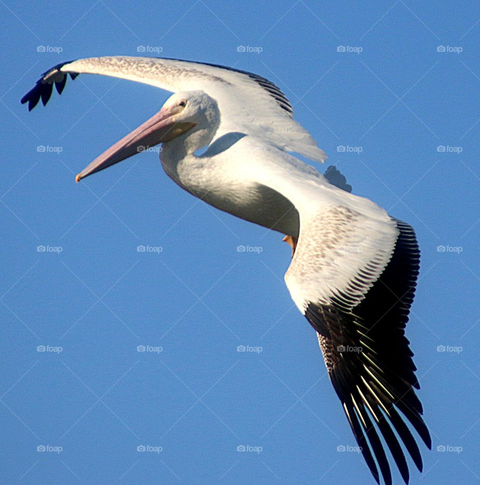 American White Pelican in Flight