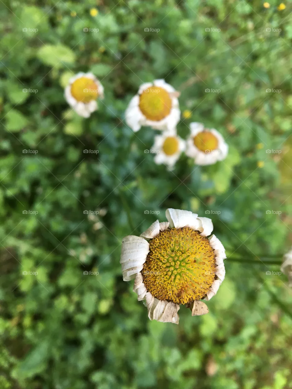 Margriet