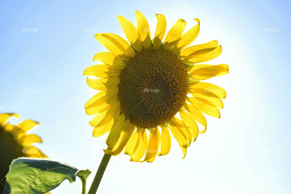 Sunflower Against the Sky