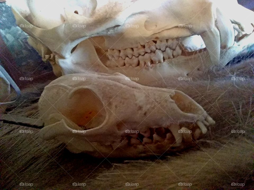 Animal skulls displayed