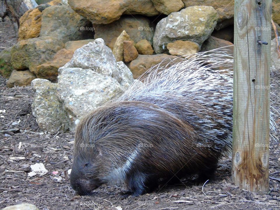 Porcupine closeup, coats of sharp needles, interesting animal