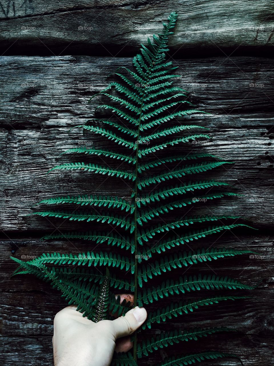 Human's hand holding fern leaf