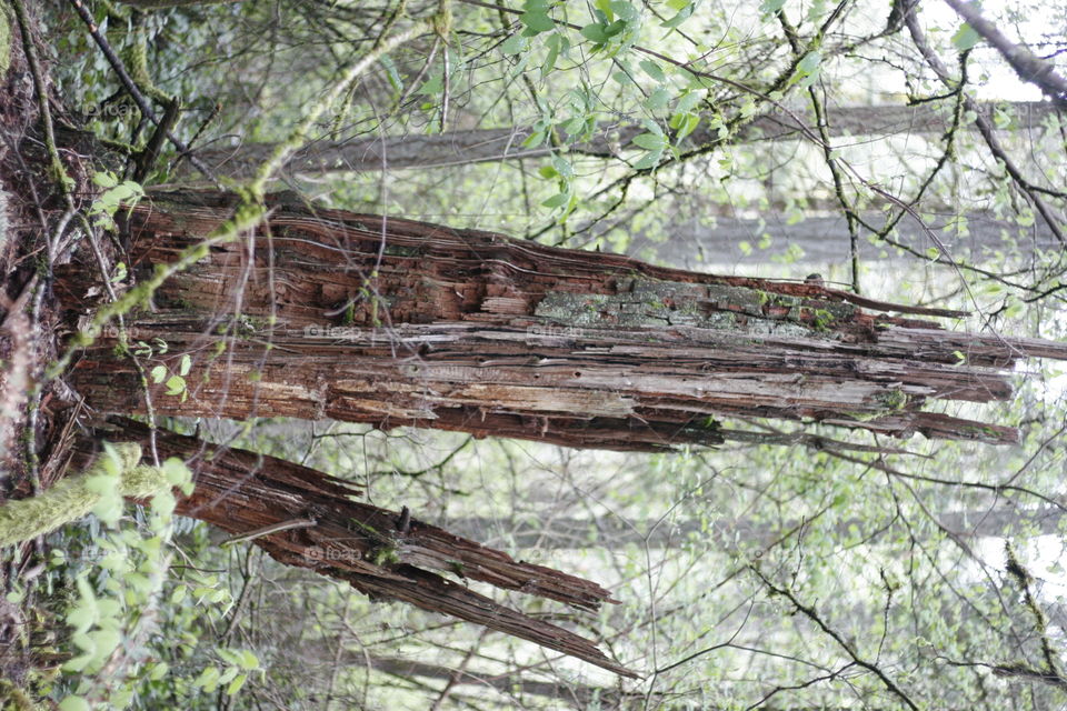 lightning struck tree