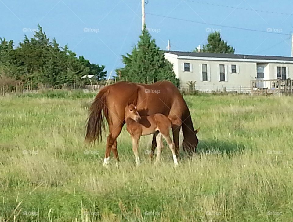 Family Grazing 3. A colt and his mother graze in Dodge City,  Ks.