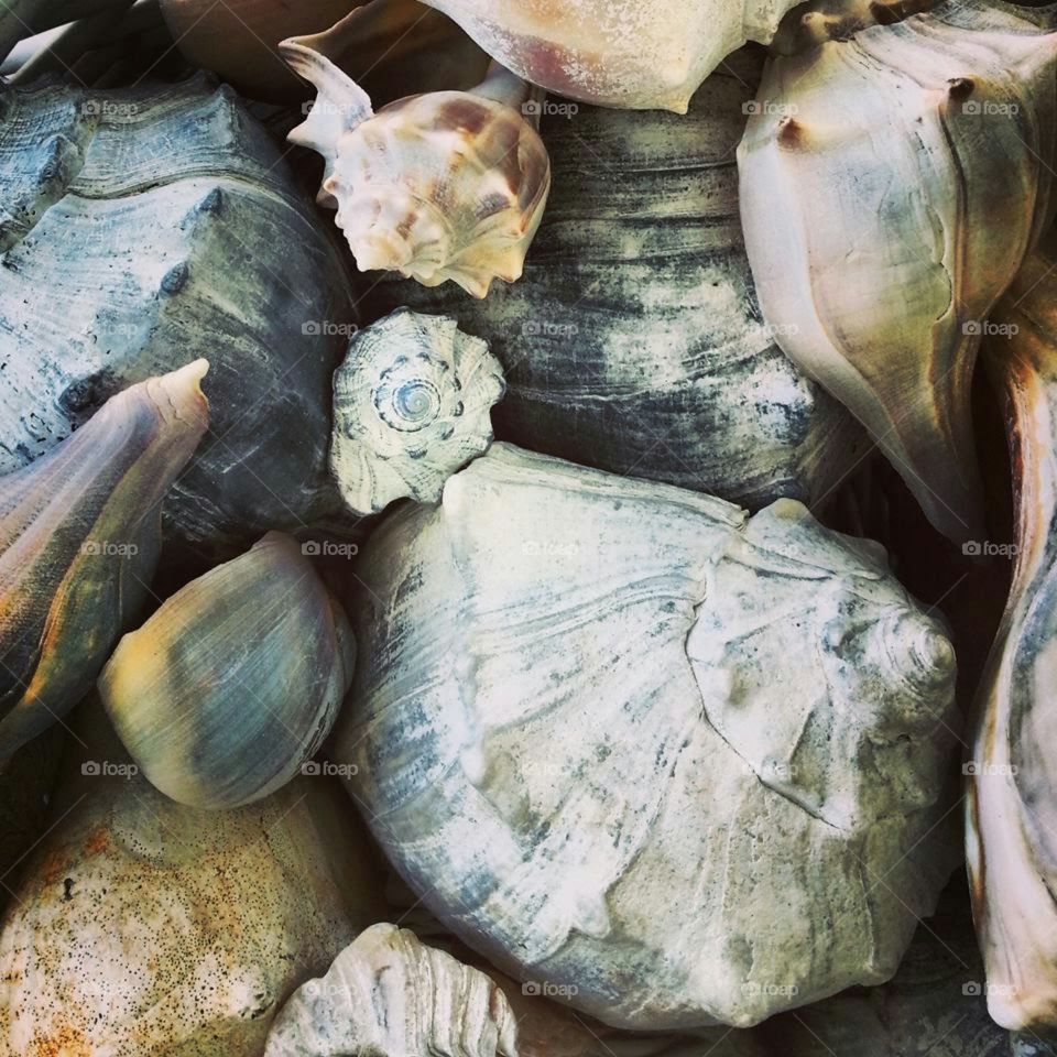 sea shells by the sea shore