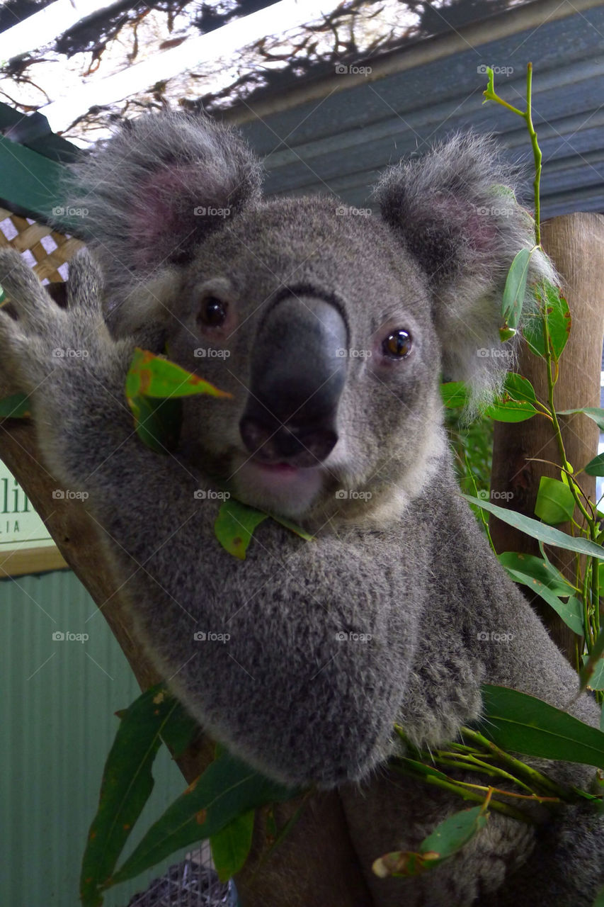 leaves australia bear koala by paullj