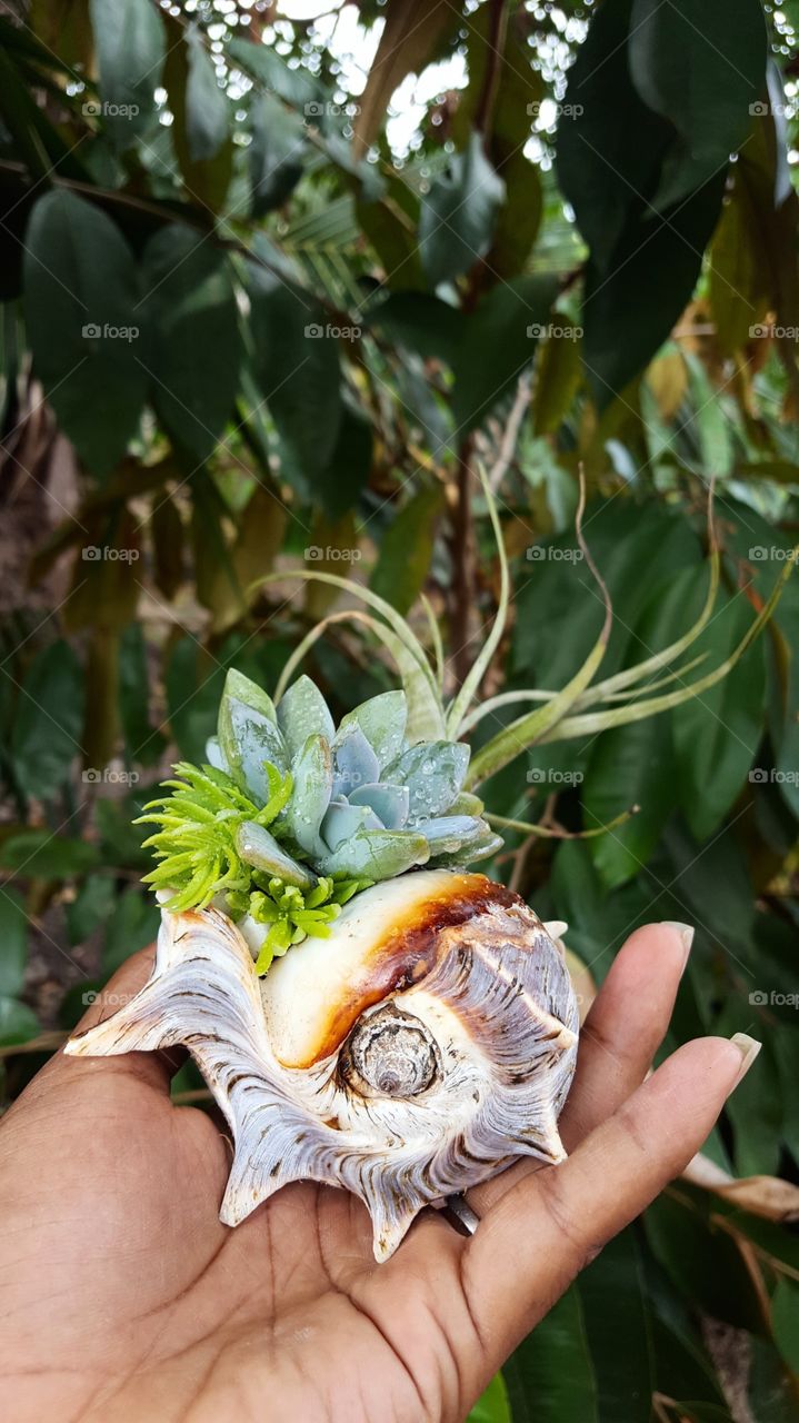 Miniature sea shell garden