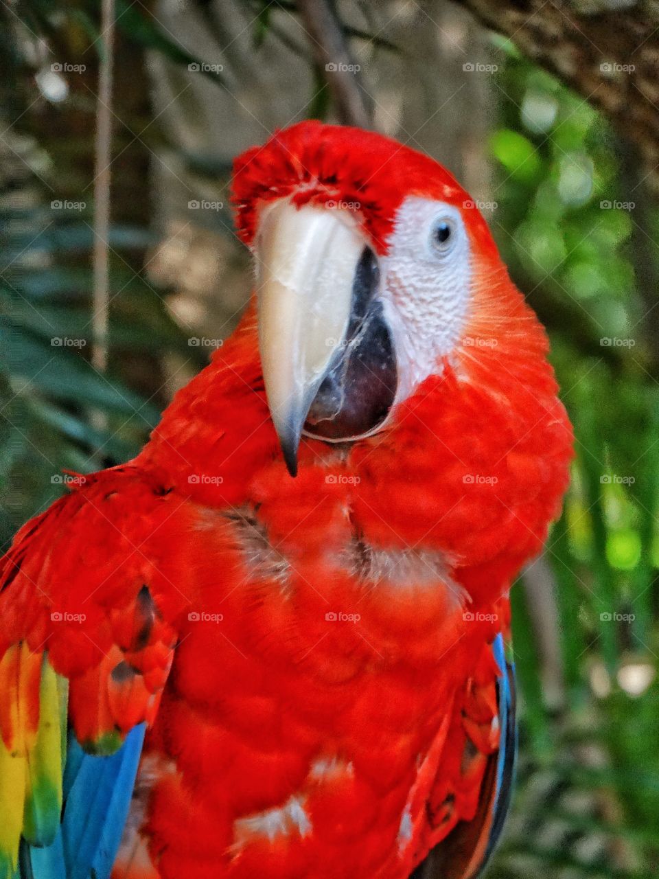 Colorful Red Macaw