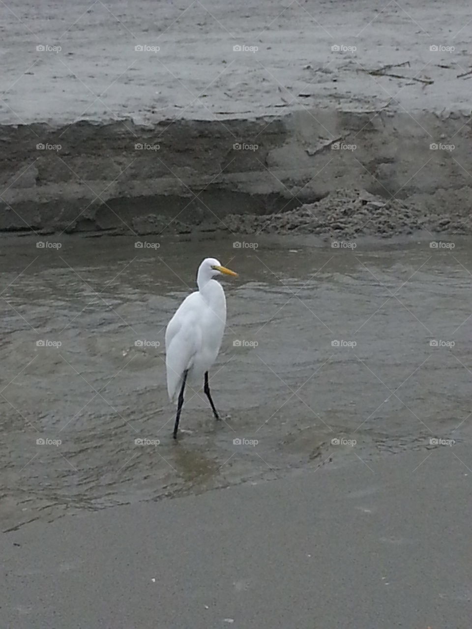 Beach bird