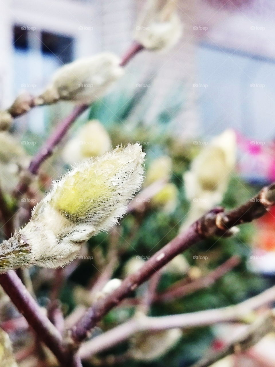 Magnolia stellata buds