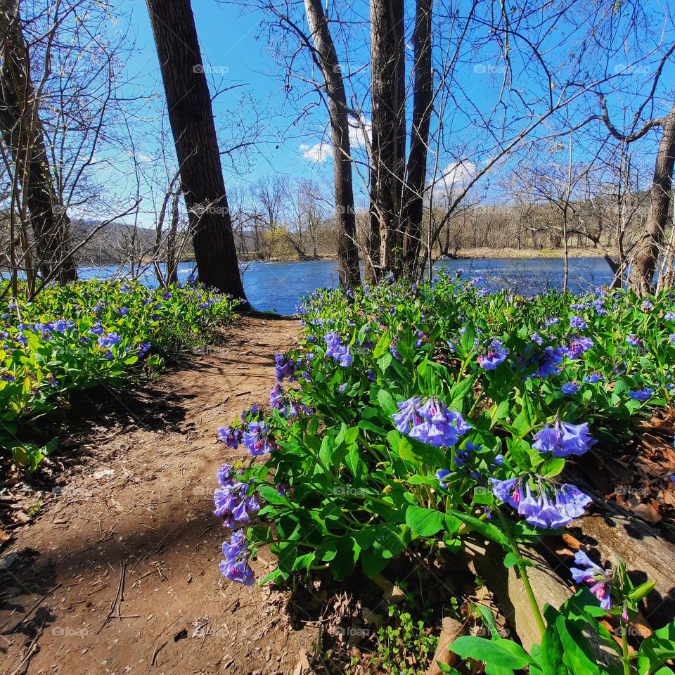 Bluebells in the spring