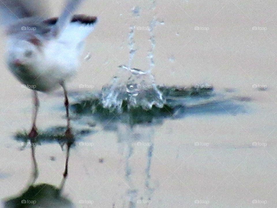 splashes, drops of water