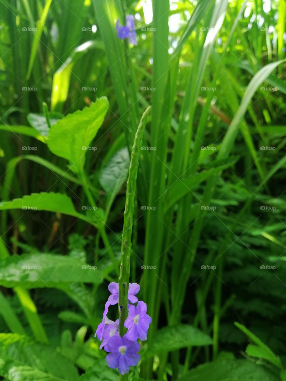 purple blossom ....