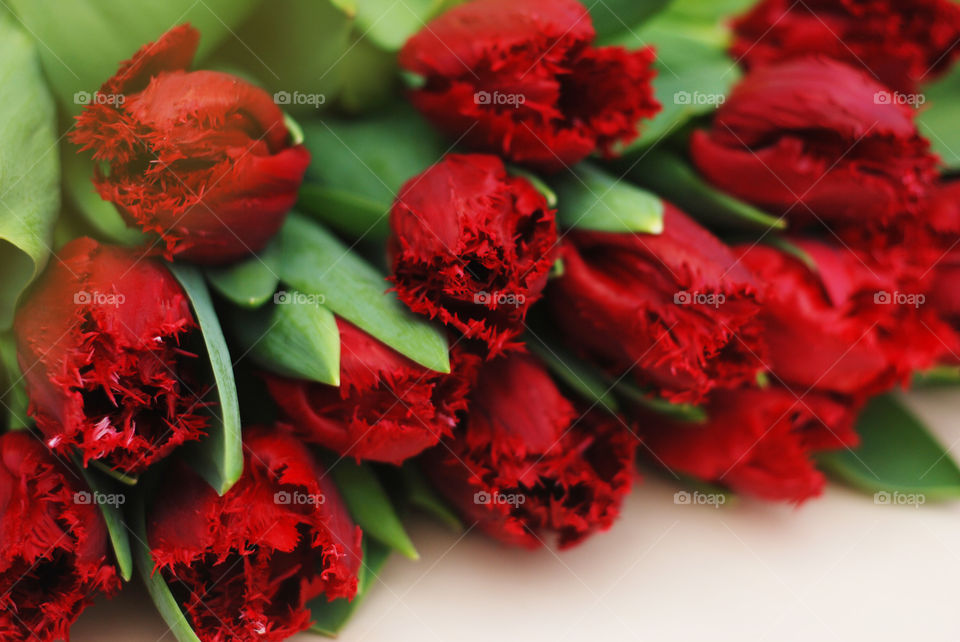 Close up red tulip flowers bunch. Colorful spring background.