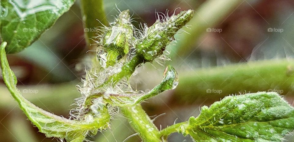 water droplets on tomato buds