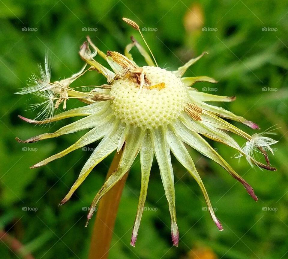 Beautiful Macro Shot