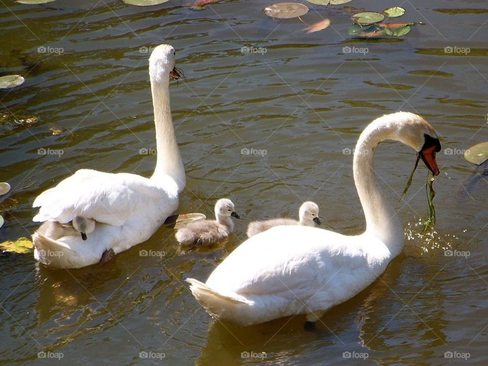 Baby on board. Swans and cygnets. 