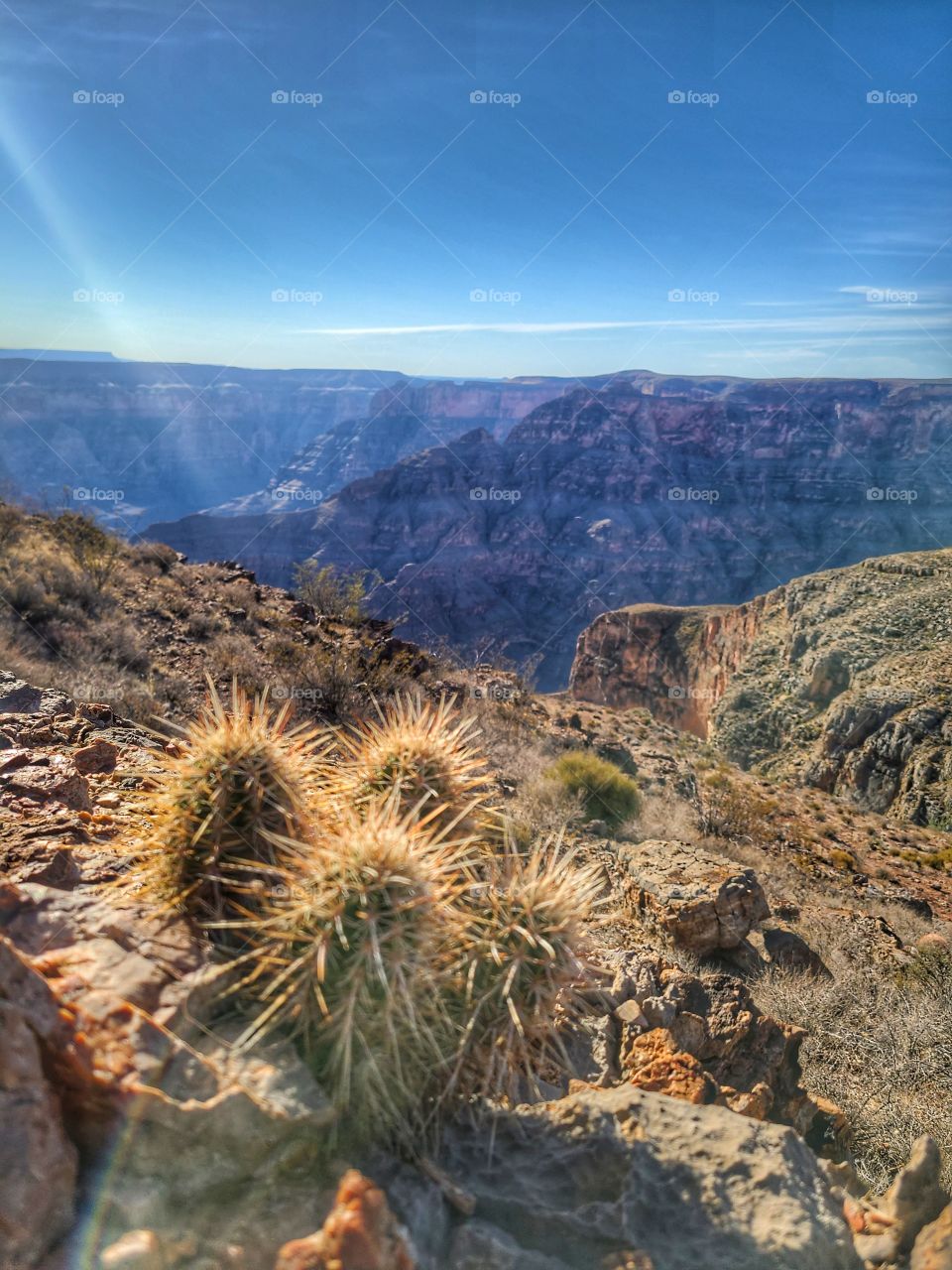 prickly canyon