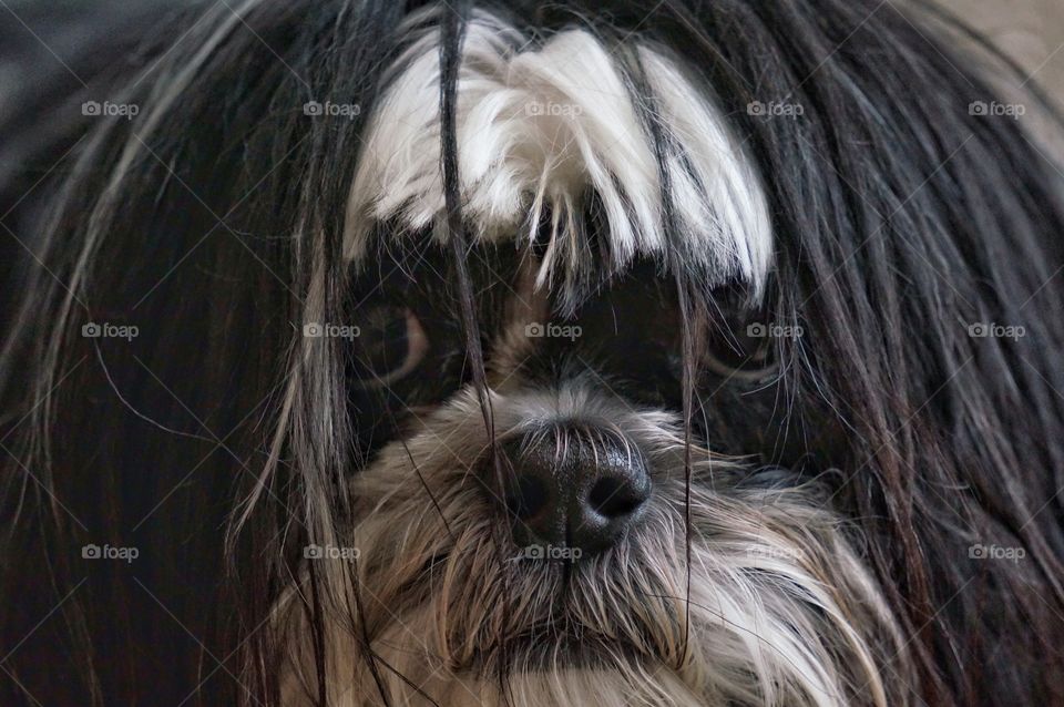 Dog . Black and White Brindle Lhasa Apso & ShihTzu 