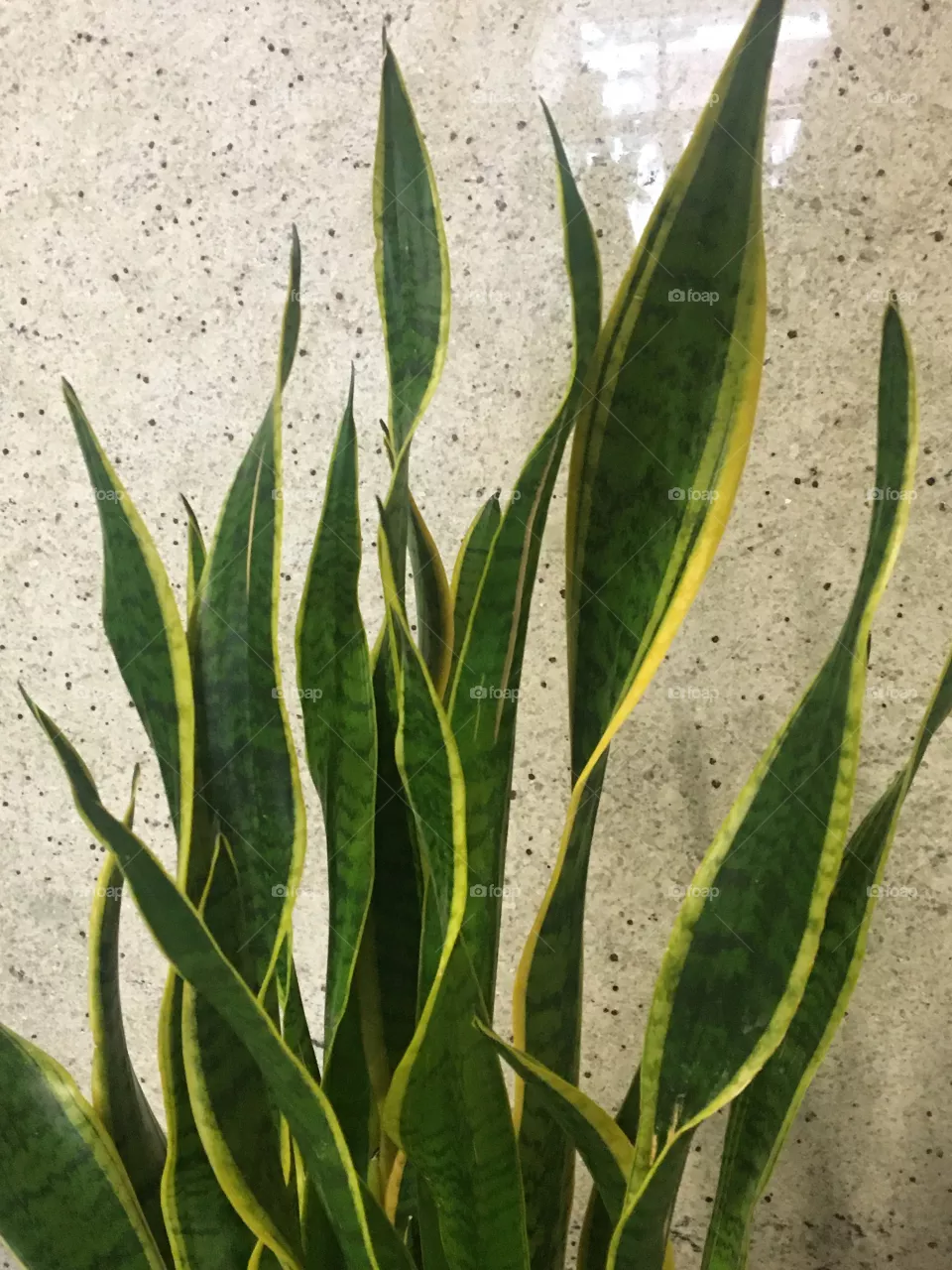 Plant