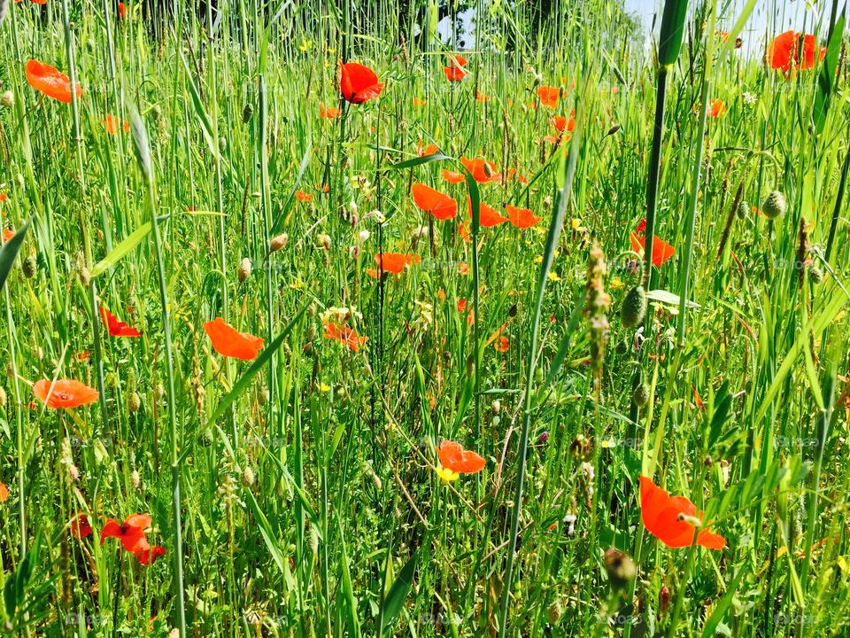 Poppies in a field