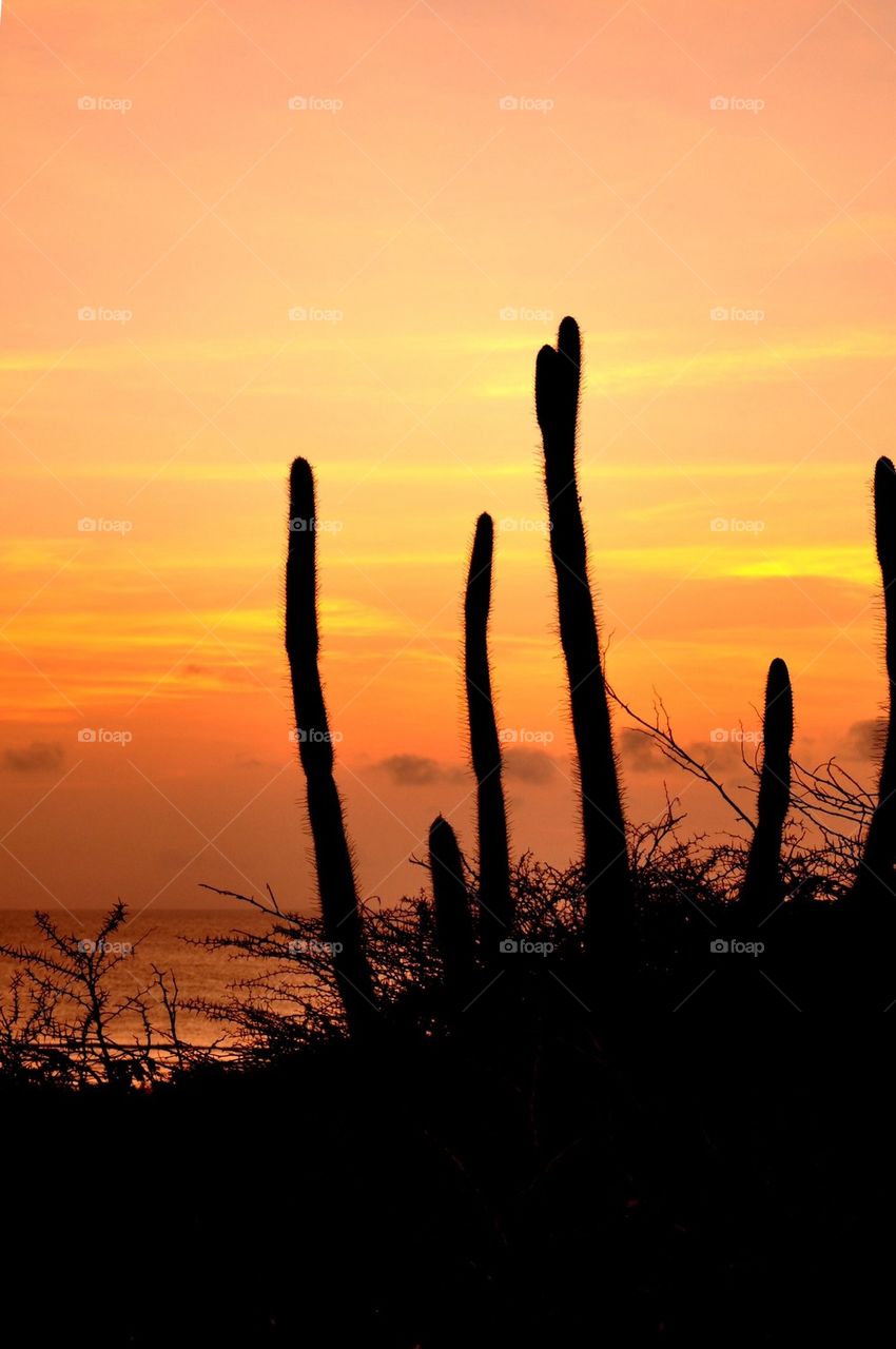 Cactus shadows at sunset, aruba