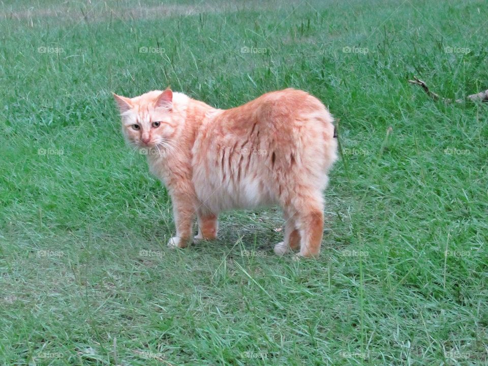 orange tabby American bobtail cat standing in green grass
