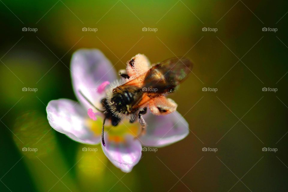 bee on flower