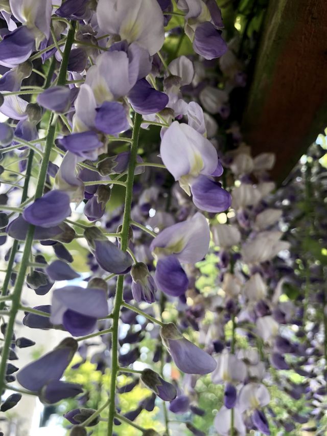 Wisteria 