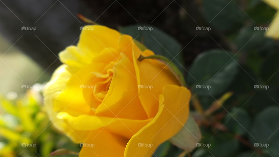 yellow rose, close up