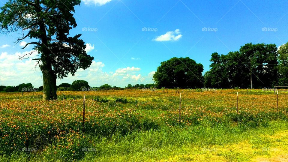 TEXAS FARM 🌻🌳⛅.  beautiful day in Texas on the farm