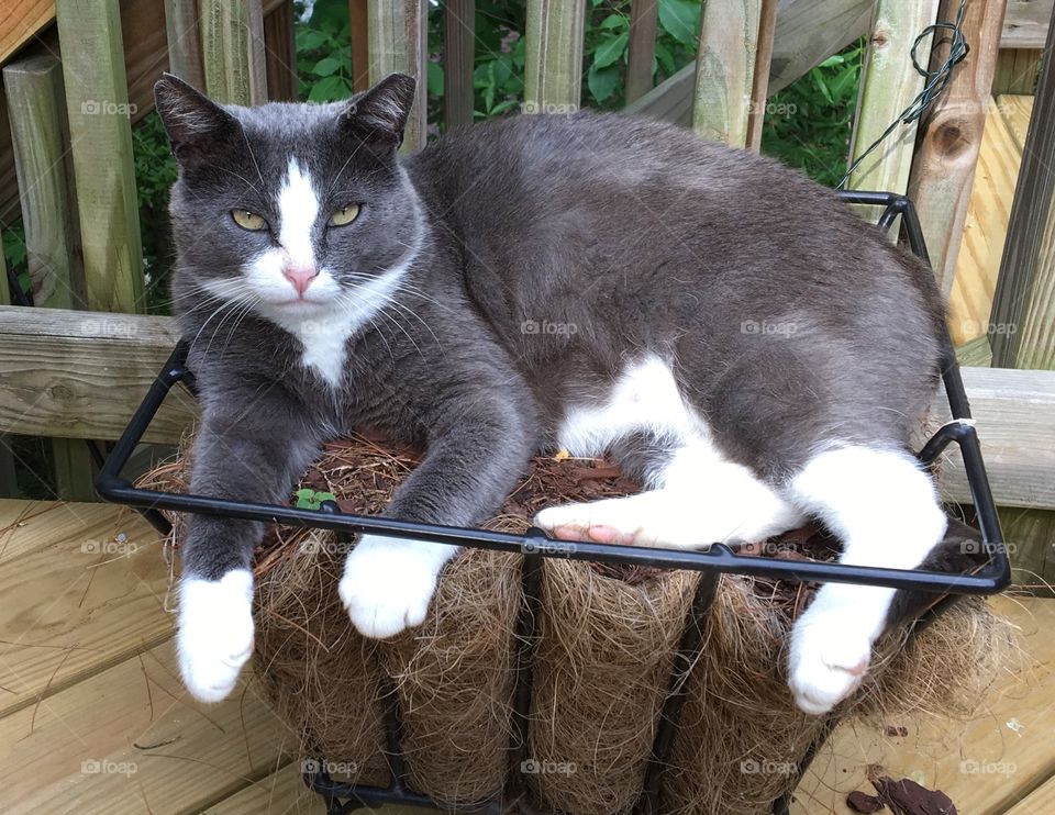 Silly cat in a planter. Beautiful eyes. White paws cute cat chilling.  White socks. 