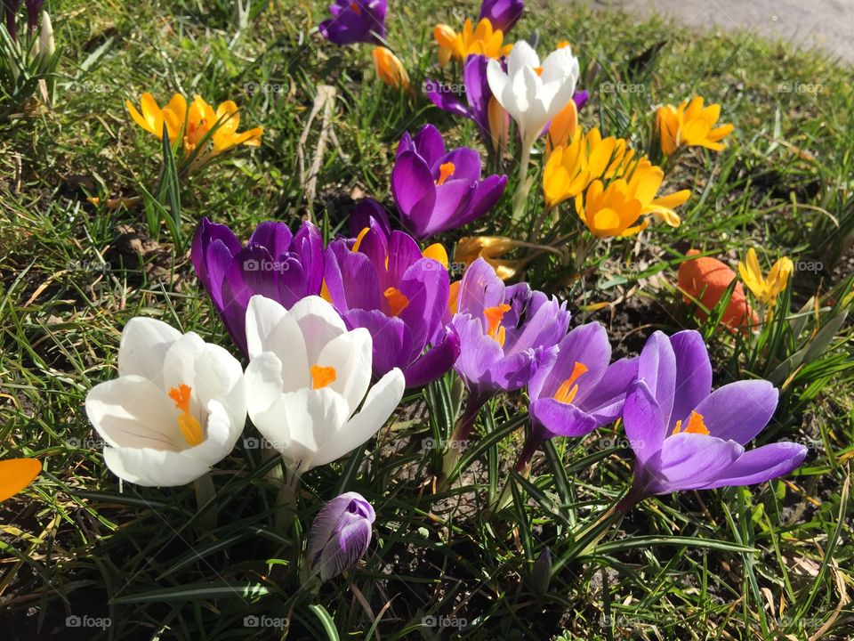 Crocuses growing in Spring
