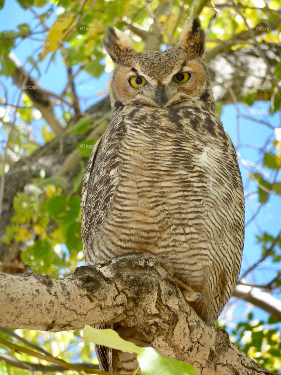 Owl in a Tree