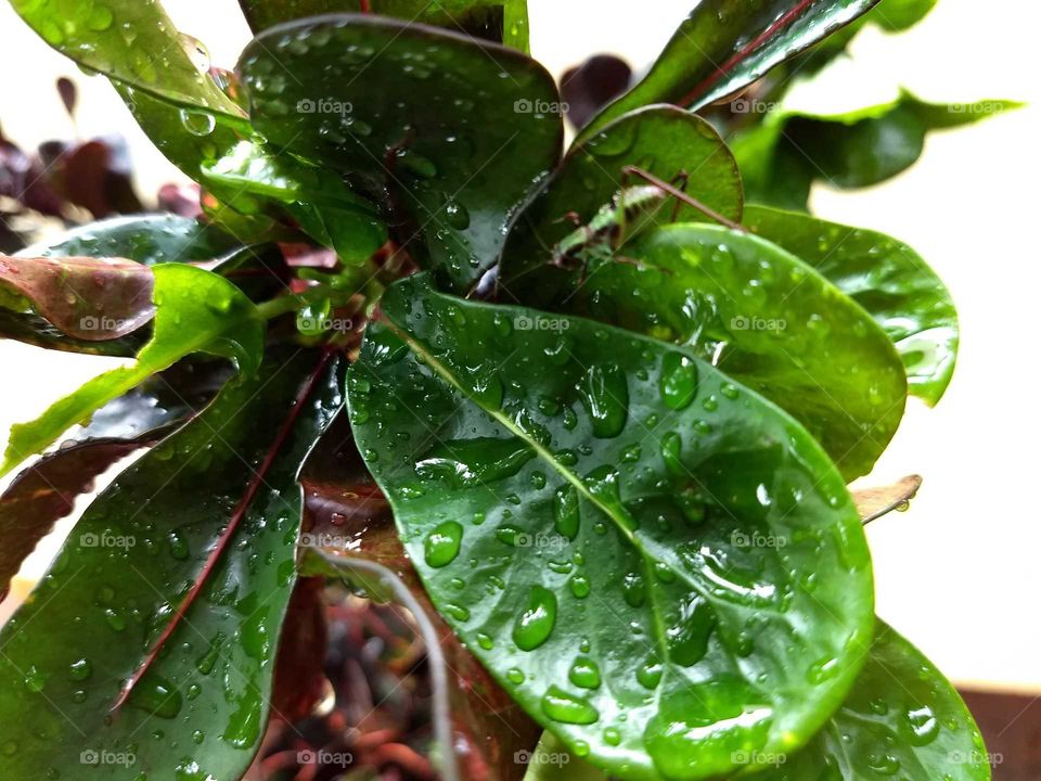 leaf and rain drops