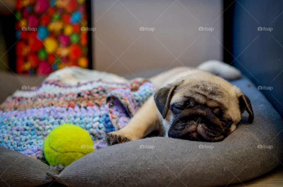 Close-up of a sleeping puppy