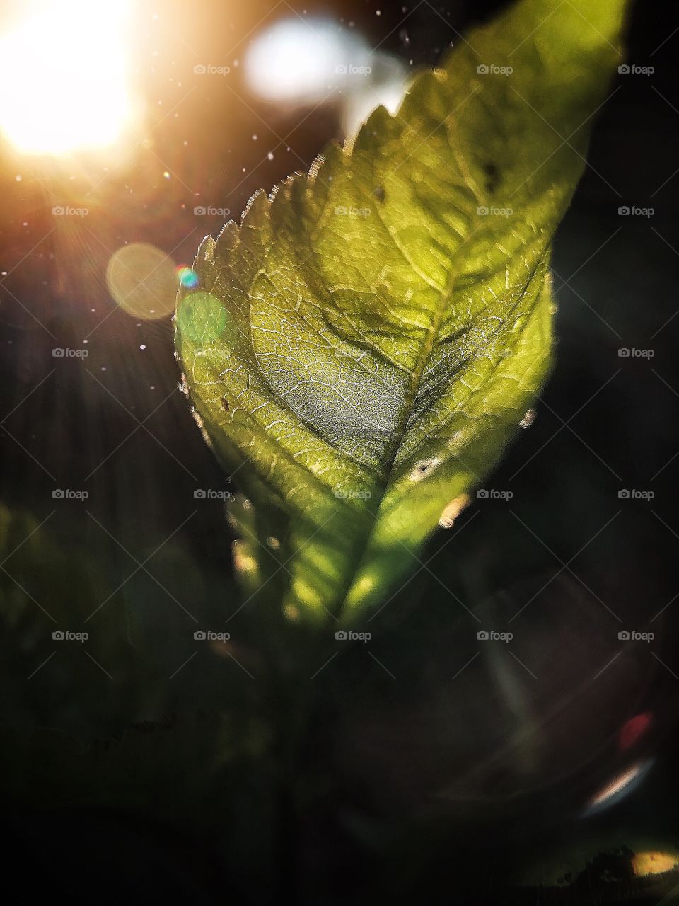 A green abstract-looking leaf with beautiful sun rays in the garden