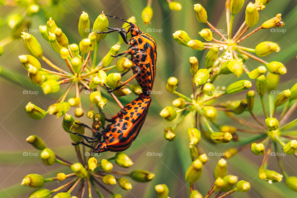 Macro of a insects mating