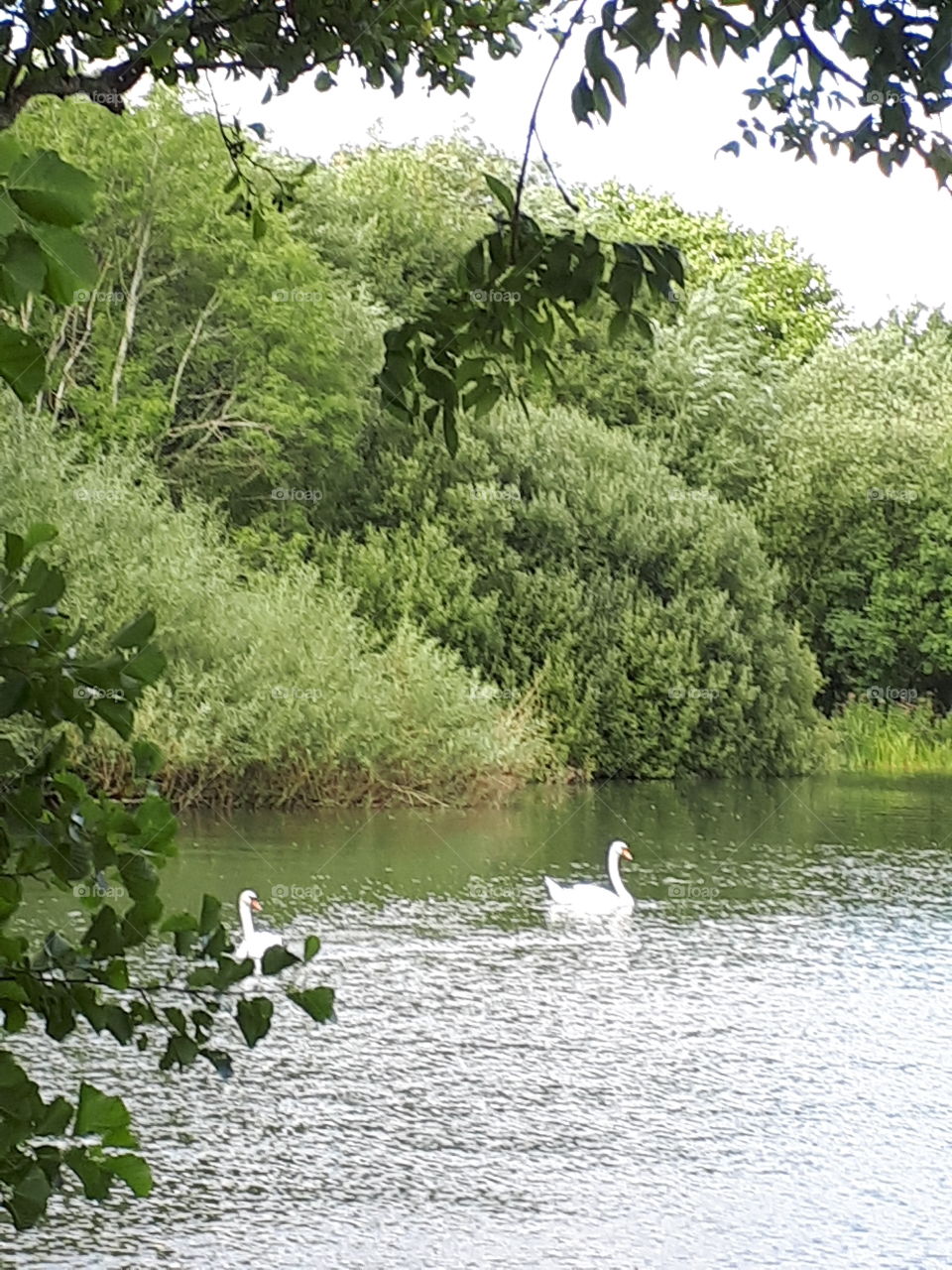 Distant Swans