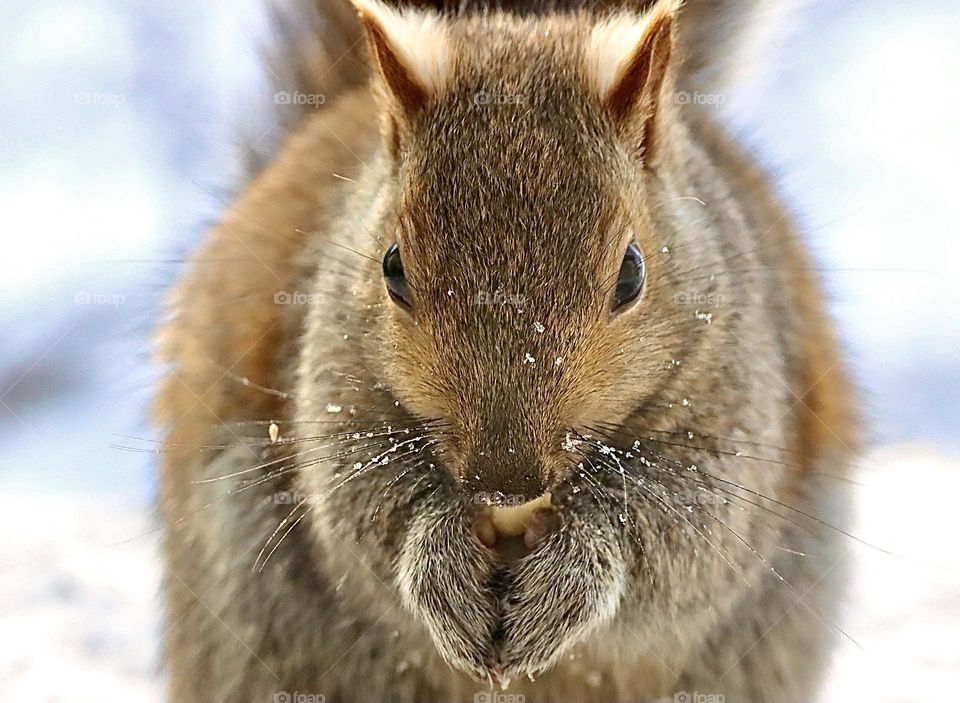 Pure happiness as this squirrel enjoys its peanut on this cold winter day!! 